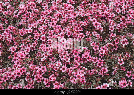 Zahlreiche kleine, rosa Blüten in der Hybrid-australische Teebaum Leptospermum füllen Sie den Rahmen Stockfoto