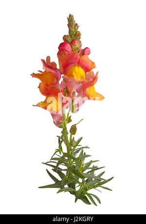 Einzelne Stemand Blätter mit gelben, rosa und orange Blüten von Löwenmaul (Antirrhinum Majus) vor einem weißen Hintergrund isoliert Stockfoto