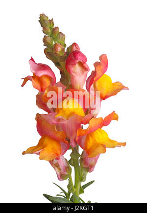 Nahaufnahme von gelb, rosa und orange Blüten von Löwenmaul (Antirrhinum Majus) vor einem weißen Hintergrund isoliert Stockfoto