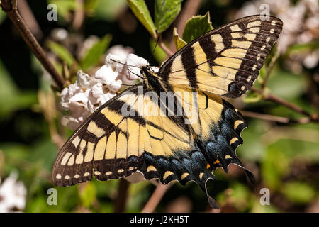 Östliche Tiger Schwalbenschwanz (Papilio Glaucus) - Brevard, North Carolina, USA Stockfoto