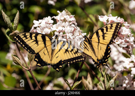 Östliche Tiger Schwalbenschwanz (Papilio Glaucus) - Brevard, North Carolina, USA Stockfoto