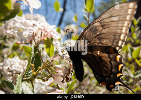 Östliche Tiger Schwalbenschwanz (Papilio Glaucus) Dark Morph - Brevard, North Carolina, USA Stockfoto