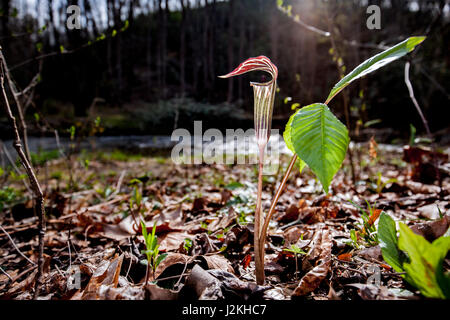 Jack-in-the-Pulpit (Arisaema Triphyllum) - Pisgah National Forest, in der Nähe von Brevard, North Carolina, USA Stockfoto