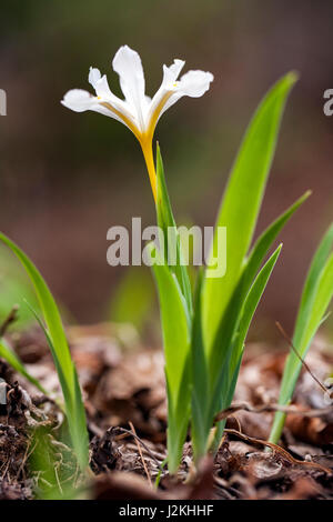 Zwerg Crested Iris - Pisgah National Forest, in der Nähe von Brevard, North Carolina, USA Stockfoto