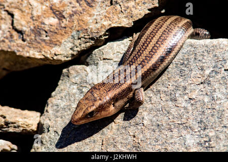 Fünf-gezeichnete Skink (Plestiodon Fasciatus) - North Carolina Arboretum, Asheville, North Carolina, USA Stockfoto