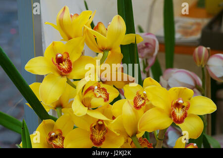 Orchidee Blume - gelbe Cybmidium Orchideen Stockfoto