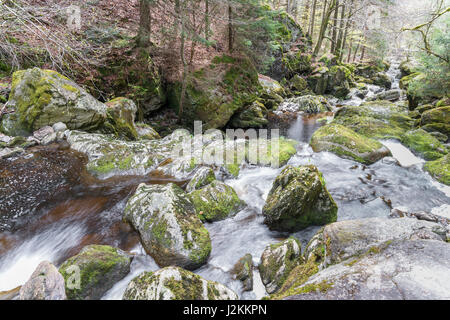 Gerinne in Spiegelau im Bayerischen Wald Stockfoto