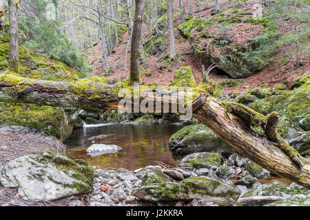 Gerinne in Spiegelau im Bayerischen Wald Stockfoto