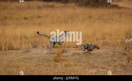 Ein junger Gepard jagt ein Schakal in Sambia. Stockfoto