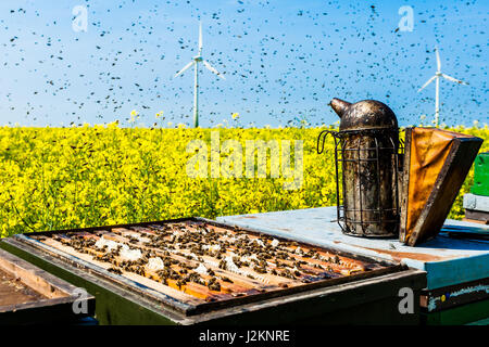 Bienenstöcke auf Raps Feld mit Biene Schwarm Stockfoto