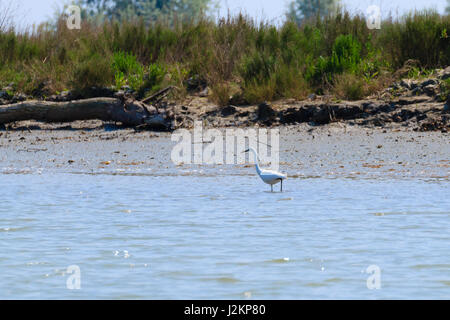 Nahaufnahme von ein Seidenreiher von "Delta del Po" Lagune. Italien, Natur, Vogelbeobachtung Stockfoto