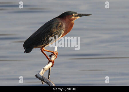 Eine kleine grüne Reiher Butorides Virescens hocken auf einem Ast, wartet auf einen Fisch. Stockfoto