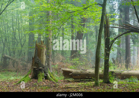 Herbstliche Laub Stand mit Toten Baumstumpf sank teilweise im Vordergrund mit einigen Polypore Pilze, Białowieża Wald, Polen, Europa Stockfoto