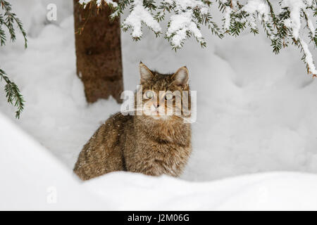 Europäische Wildkatze (Felis Silvestris Silvestris) sitzen im Schnee im winter Stockfoto