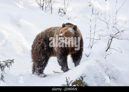 Europäischer Braunbär (Ursus Arctos Arctos) auf Nahrungssuche im Schnee im Winter / Frühjahr Stockfoto