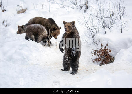 Weibchen und zwei 1-Year-Old Brown Bear Cubs (Ursus Arctos Arctos) in den Schnee im Winter / Frühjahr Stockfoto