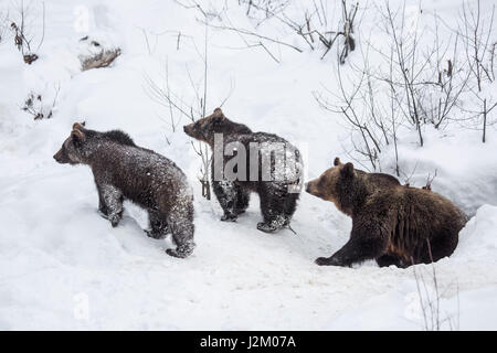 Weibchen und zwei 1-Year-Old Brown Bear Cubs (Ursus Arctos Arctos) verlassen Höhle im Schnee im winter Stockfoto