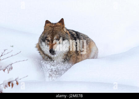 Grauer Wolf / grey Wolf (Canis Lupus) auf Nahrungssuche im Tiefschnee im winter Stockfoto