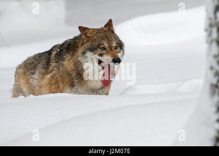 Grauer Wolf / grey Wolf (Canis Lupus) Wandern im Tiefschnee im Winter und keuchend Stockfoto