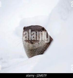 Europäischen Fischotter (Lutra Lutra) Großaufnahme Porträt im Schnee im winter Stockfoto