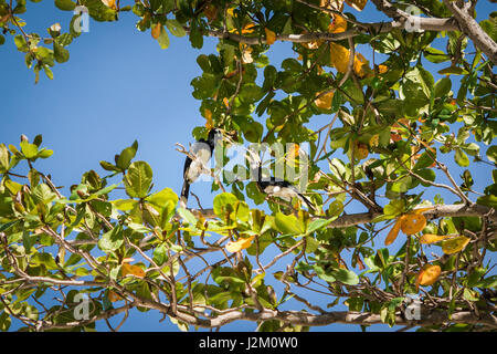 Oriental pied Hornbill, Anthracoceros albirostris Stockfoto