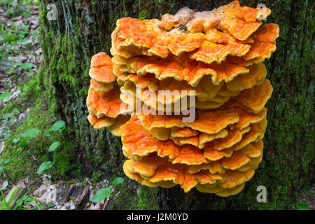 Alte Riesen Schwefel Regal Pilze closeup Stockfoto