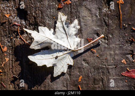 Welkes Blatt gefunden auf braunem Holz Hintergrund Stockfoto