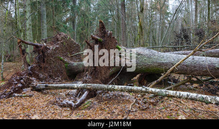 Zwei Wind gebrochen altnorwegischen Fichte Baum liegen neben einander, Białowieża Wald, Polen, Europa Stockfoto