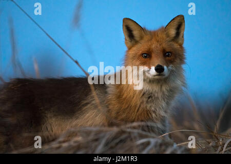 Rotfuchs (Vulpes Vulpes) scheinbar überrascht nach dem Abpumpen in Fotograf in frühen Morgenstunden in der Nähe von Raisio, Finnland Stockfoto