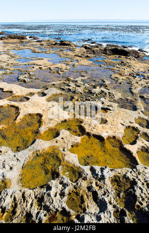 Gezeitenbecken. Botanical Beach, Vancouver Island, BC, Kanada Stockfoto