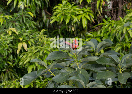 Nördliche Kardinal hoch oben in einem Baum auf Kauai Stockfoto