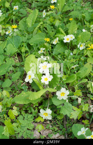 Wilde Primel Blumen, Totnes, Devon, England, Vereinigtes Königreich. Stockfoto