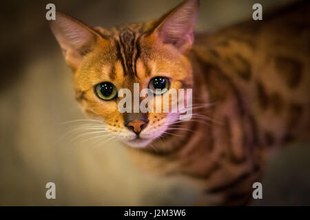 Eine Katze mit schönen grünen Augen Stockfoto