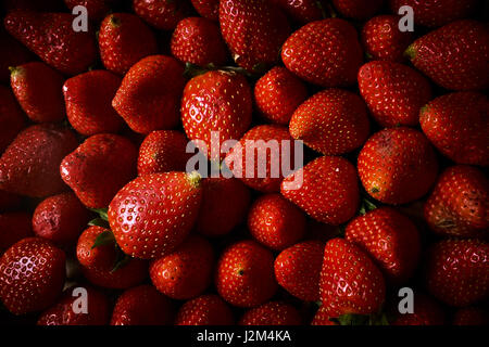 frische Kiste mit Erdbeeren Stockfoto