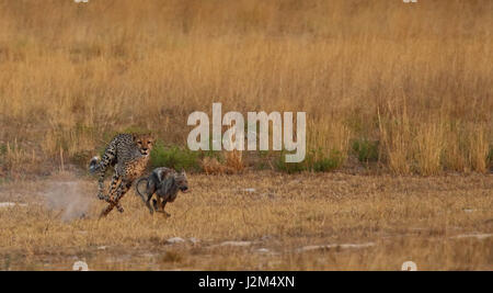 Ein junger Gepard jagt ein Schakal in Sambia. Stockfoto