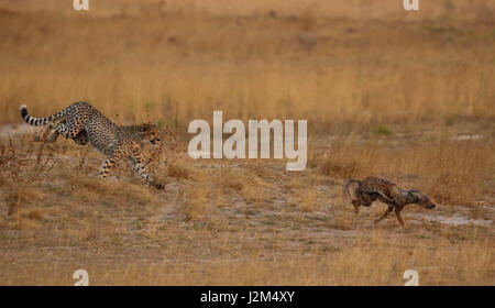 Ein junger Gepard jagt ein Schakal in Sambia. Stockfoto