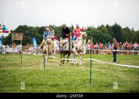 Laverstoke Park Farm, Overton, Basingstoke, Hampshire, Vereinigtes Königreich. 27. August 2016. Kamelrennen auf Radio 2 Frühstück zeigen DJ, Chris Evans Auto Fest Süd 2016 - Auto, Essen, Familie und Musikfestival für BBC Kinder in Not. © Will Bailey / Alamy Stockfoto