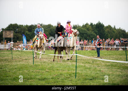 Laverstoke Park Farm, Overton, Basingstoke, Hampshire, Vereinigtes Königreich. 27. August 2016. Kamelrennen auf Radio 2 Frühstück zeigen DJ, Chris Evans Auto Fest Süd 2016 - Auto, Essen, Familie und Musikfestival für BBC Kinder in Not. © Will Bailey / Alamy Stockfoto