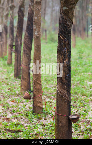 Vietnam, DMZ-Bereich, Quang Tri Provinz, Gummibaum-Plantagen Stockfoto