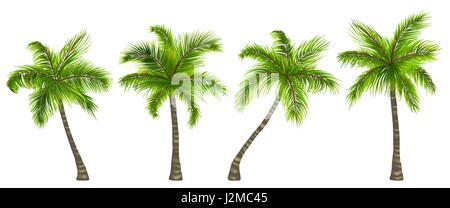 Legen Sie realistische Palmen, Isolated on White Background Stock Vektor