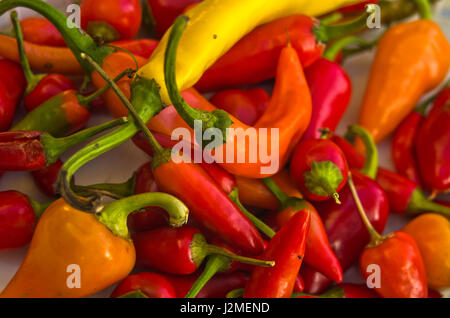 Verschiedene Farben, Arten und Geschmacksrichtungen von einem hot Chili Pepers made in Serbien Stockfoto