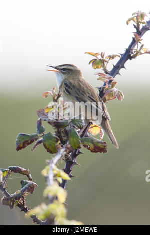 Ein Schilfrohrsänger (Acrocephalus Schoenobaenus) singen von Gestrüpp, einen Kumpel im Frühjahr anzuziehen, Rye harbour Nature Reserve, East Sussex, UK Stockfoto