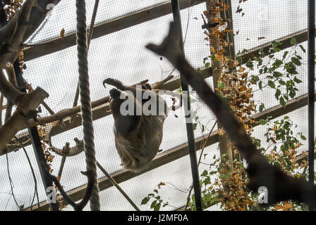 Ein Linnaeus zwei – Finger Faultier (Choloepus Didactylus) hinter das Gitter hängen an die Konstruktionen des Exponates Amerika Tropicana im Budapester Zoo Stockfoto
