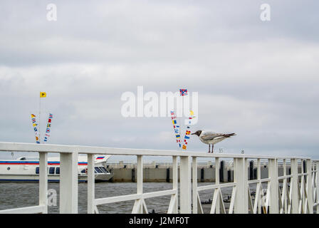 Fahnenmasten mit Flaggen der verschiedenen Länder, Port-Navigation und eine Möwe im Vordergrund am Hafen von Peterhof in der Nähe von St. Petersburg, Russland. Stockfoto