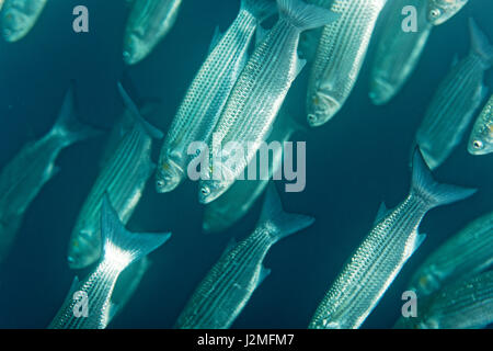 Fischschule in der Adria in der Nähe der Insel Pag in Kroatien Stockfoto