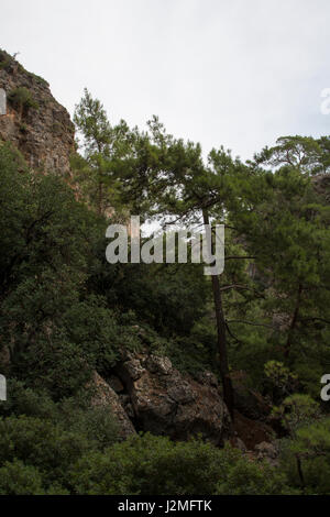 Die Aleppo-Kiefer wächst rund um die Mittelmeerküste wie hier in der Schlucht Lissos an der südwestlichen Küste von Kreta.  Aleppo-Kiefer Wächst in vi sterben Stockfoto