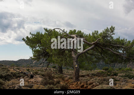 Die Aleppo-Kiefer wächst rund um die Mittelmeerküste wie hier in der Schlucht Lissos an der südwestlichen Küste von Kreta.  Aleppo-Kiefer Wächst in vi sterben Stockfoto