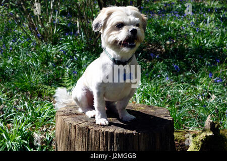 Shih Tzu Hund sitzen auf Baumstumpf Stockfoto