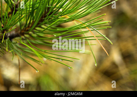 Nahaufnahme von Tannenzweigen mit Wassertropfen an einem regnerischen Tag Stockfoto