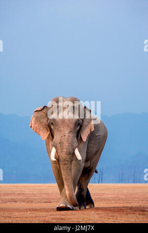 Tusker zu Fuß auf dem roten Teppich Stockfoto